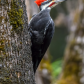 Pileated Woodpecker Looking for Another Tree to Probe
