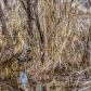 American Bittern Demonstrates Perfect Camouflage