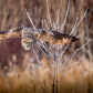Hunting