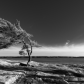 The Lone Pine