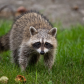 Stealing Apples