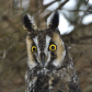 i watch you