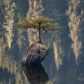 The Fairy Tree