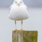 Grumpy Bird :)