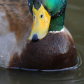 Portrait of a Mallard
