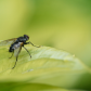 Tachinid