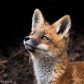 Inquisitive 
