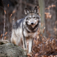 Eastern wolf