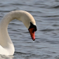 Swan