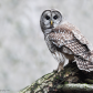 Barred owl posing