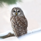 Barred owl in the snow laden pines