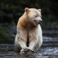 Spirit bear feeding