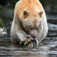 Spirit bear feeding