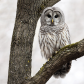 Barred owl