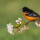 Baltimore Oriole