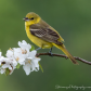 Female orchard oriole