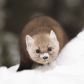Sneaky marten
