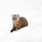 Lost in the snow