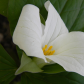 Trillium