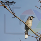 My Bird Shots