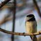 My Bird Shots