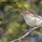 My Bird Shots