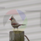 My Bird Shots