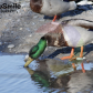 My Bird Shots