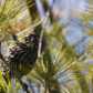 My Bird Shots