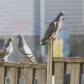 My Bird Shots