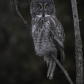 Majestic Great Grey Owl