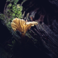 PNW winter mushroom