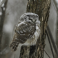 Boreal Owl in the Snowfall