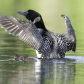 Common Loon with Chicks