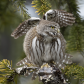 Gull Wing