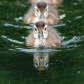 Duck(lings) in a row