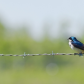 Bird on a Wire