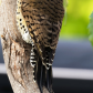 Backyard Northern Flicker