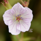 Fly on Wild White Geranium