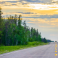 Wood Buffalo National Park Bison Road Block 