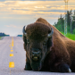 Wood Buffalo National Park Bison Road Block- Close Up