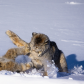Tough Love in Spring Boreal Forest 1