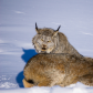 Tough Love in Spring Boreal Forest 2