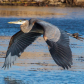 Great Blue experience 
