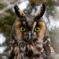 Long Eared Owl