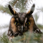 Long Eared Owl