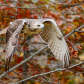 Fall colours and a red tailed hawk