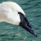 Trumpeter Swan