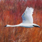 Trumpeter Swan