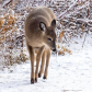 Lone Deer in the snow